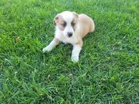 Lulu , a female Australian Shepherd and German Shepherd Dog for sale in Inkster, MI – 2 of 5