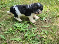 Ash , a male Cavalier King Charles Spaniel and Shih Tzu for sale in Inkster, MI – 1 of 6