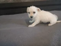 Daisy , a female Chihuahua and Poodle - Toy  for sale in Inkster, MI – 4 of 6