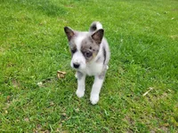 Ram, a male Australian Shepherd and Border Collie for sale in Inkster, MI – 4 of 5