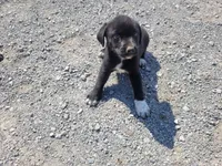 Daisy , a female Australian Shepherd and Labrador Retriever for sale in Inkster, MI – 5 of 5