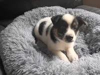 Ram, a male Australian Shepherd and German Shepherd Dog for sale in Inkster, MI – 4 of 4