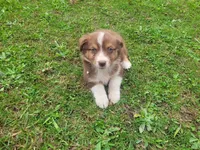 Jackie, a female Australian Shepherd for sale in Inkster, MI – 5 of 5