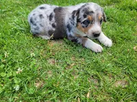 Kim, a female Australian Shepherd and German Shepherd Dog for sale in Inkster, MI – 2 of 5