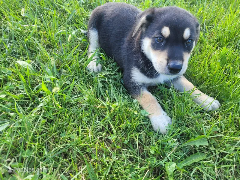 Sam – German Shepherd Dog, Labrador Retriever puppy for sale in Inkster, MI