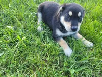 Sam, a male German Shepherd Dog and Labrador Retriever for sale in Inkster, MI – 1 of 5