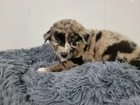 Ash, a male Australian Shepherd and German Shepherd Dog for sale in Inkster, MI – 2 of 6