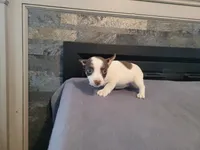 Lulu , a female Jack Russell Terrier for sale in Inkster, MI – 4 of 5