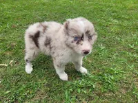 Kim , a female Australian Shepherd for sale in Inkster, MI – 3 of 8