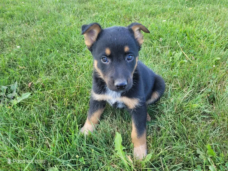 Max  – Australian Shepherd, German Shepherd Dog puppy for sale in Inkster, MI