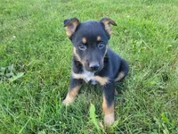 Max , a male Australian Shepherd and German Shepherd Dog for sale in Inkster, MI – 1 of 4