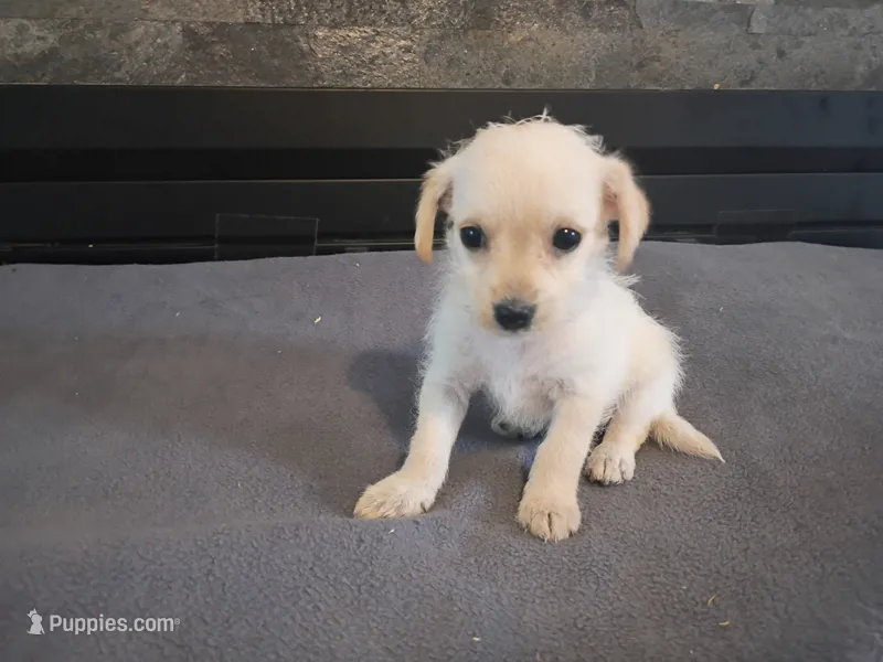 Ram – Chihuahua, Poodle - Toy  puppy for sale in Inkster, MI
