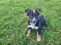Ram, a male Australian Shepherd and German Shepherd Dog for sale in Inkster, MI – 3 of 3