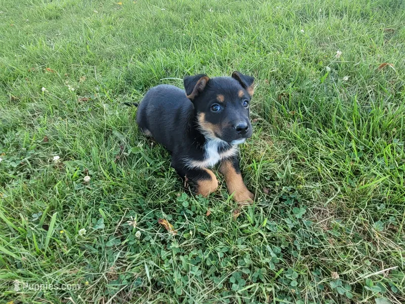 Max  – Australian Shepherd, German Shepherd Dog puppy for sale in Inkster, MI