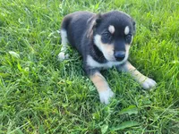 Sam, a male German Shepherd Dog and Labrador Retriever for sale in Inkster, MI – 2 of 5