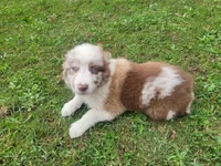 Ram, a male Australian Shepherd for sale in Inkster, MI – 3 of 5