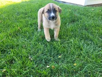Brown , a male Australian Shepherd and German Shepherd Dog for sale in Inkster, MI – 4 of 4