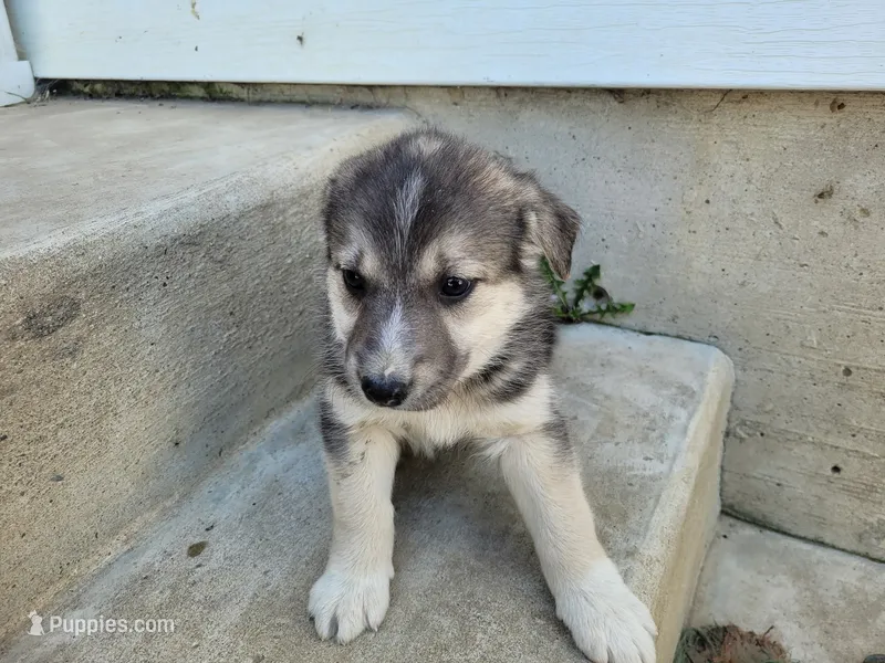 Jackie – German Shepherd Dog, Siberian Husky puppy for sale in Inkster, MI