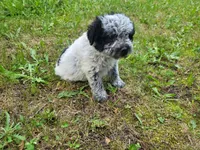 Ram, a male Australian Cattle Dog and Poodle - Miniature  for sale in Inkster, MI – 6 of 6