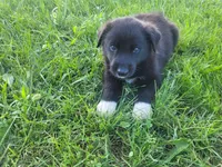 John , a male German Shepherd Dog and Labrador Retriever for sale in Inkster, MI – 2 of 5