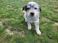 Jack , a male Australian Cattle Dog for sale in Inkster, MI – 3 of 5