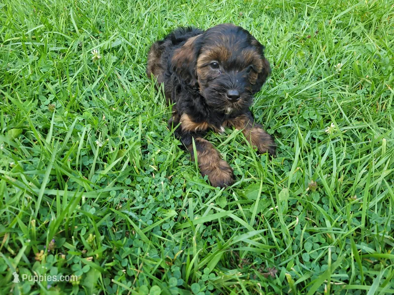 Brown – Cavapoo puppy for sale in Inkster, MI