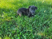 Lulu , a female German Shepherd Dog and Labrador Retriever for sale in Inkster, MI – 2 of 4