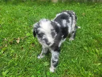 Linda , a female Australian Shepherd and Border Collie for sale in Inkster, MI – 2 of 4