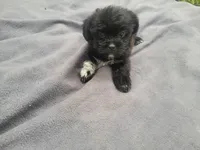 Kim, a female Morkie for sale in Inkster, MI – 6 of 6