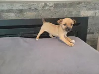 Lady, a female Jack Russell Terrier for sale in Inkster, MI – 2 of 5