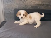 Stacy, a female Cavapoo for sale in Inkster, MI – 3 of 5