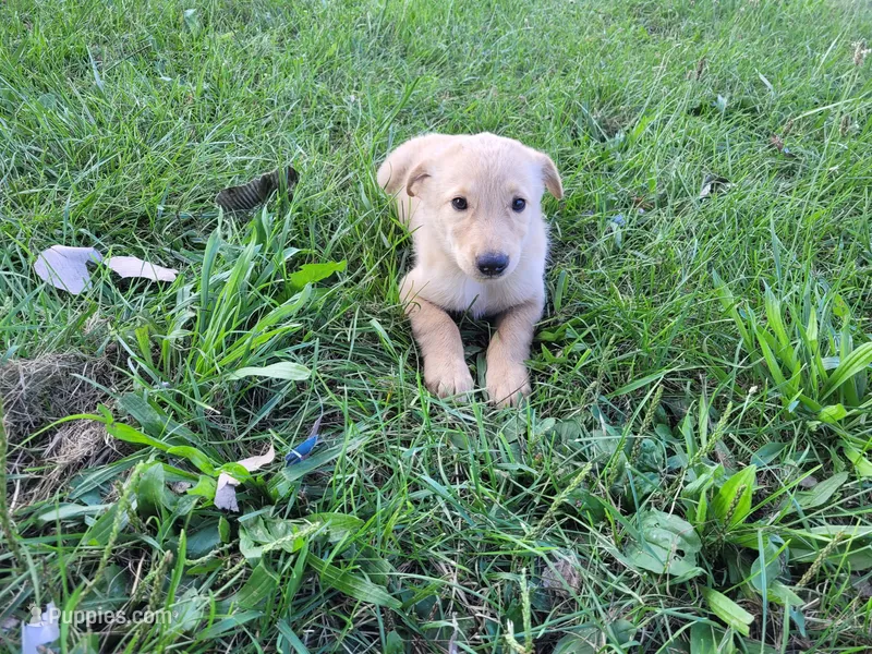 Kim – German Shepherd Dog, Golden Retriever puppy for sale in Inkster, MI
