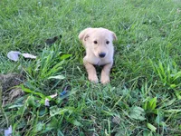 Kim, a female German Shepherd Dog and Golden Retriever for sale in Inkster, MI – 1 of 5