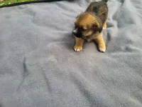 Sugar, a male Morkie for sale in Inkster, MI – 4 of 4