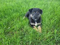 Kim, a female German Shepherd Dog and Labrador Retriever for sale in Inkster, MI – 4 of 4