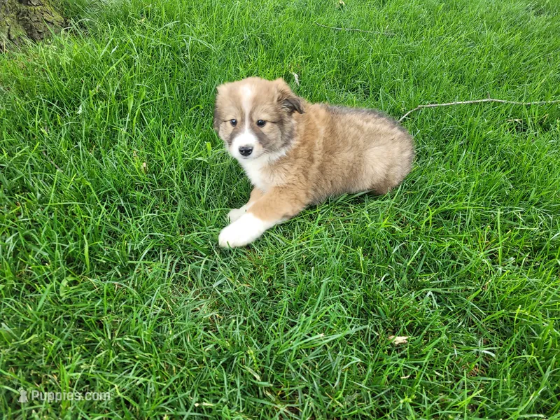 Daisy  – Border Collie puppy for sale in Inkster, MI