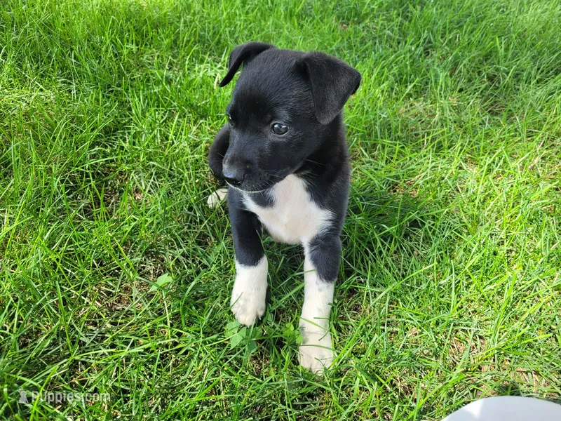 Black  – German Shepherd Dog, Labrador Retriever puppy for sale in Inkster, MI