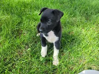 Black , a male German Shepherd Dog and Labrador Retriever for sale in Inkster, MI – 1 of 3