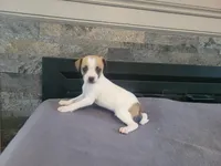 John , a male Jack Russell Terrier for sale in Inkster, MI – 3 of 4