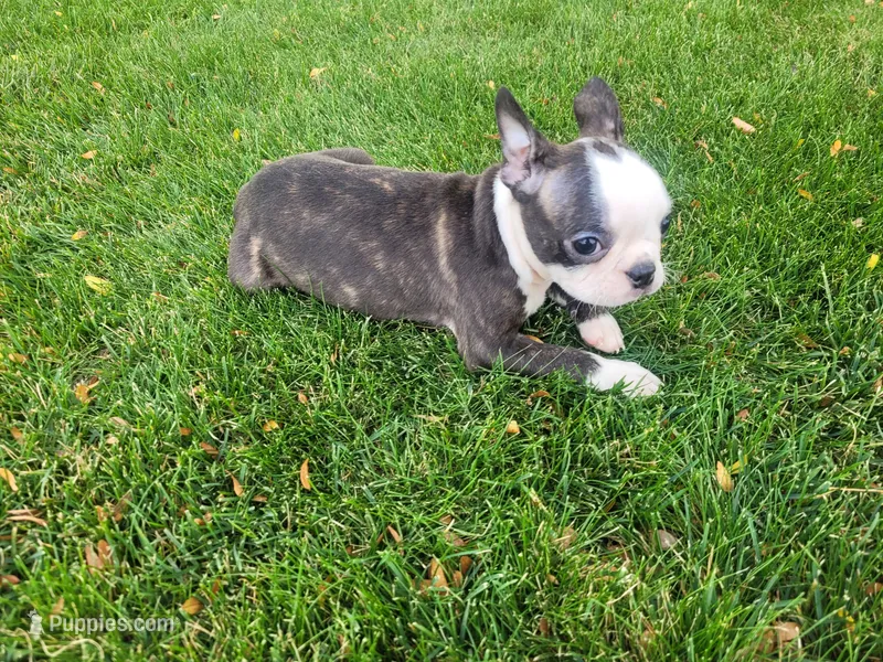Kim – Boston Terrier puppy for sale in Inkster, MI