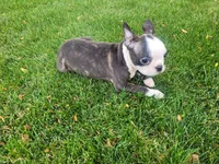 Kim, a female Boston Terrier for sale in Inkster, MI – 1 of 6