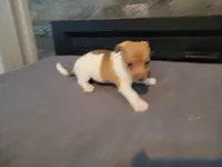 Stacy, a female Jack Russell Terrier for sale in Inkster, MI – 3 of 4