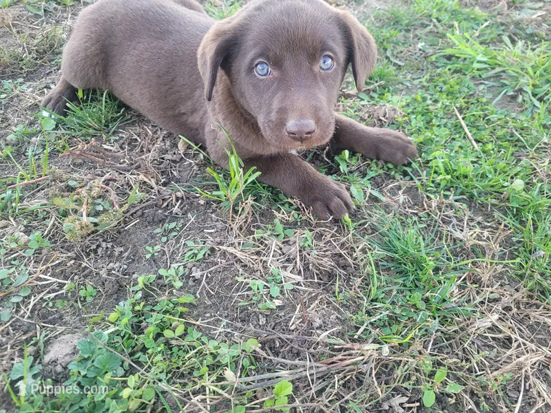 Lulu  – Australian Shepherd, Labrador Retriever puppy for sale in Inkster, MI