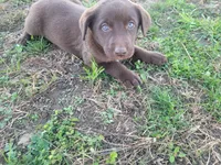 Lulu , a female Australian Shepherd and Labrador Retriever for sale in Inkster, MI – 1 of 4