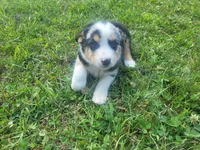 John , a male Australian Shepherd and German Shepherd Dog for sale in Inkster, MI – 2 of 4