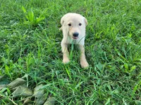 Kim, a female German Shepherd Dog and Golden Retriever for sale in Inkster, MI – 3 of 5