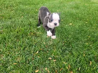 Kim, a female Boston Terrier for sale in Inkster, MI – 2 of 6