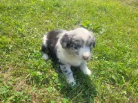 Kim, a female Australian Shepherd and German Shepherd Dog for sale in Inkster, MI – 5 of 5