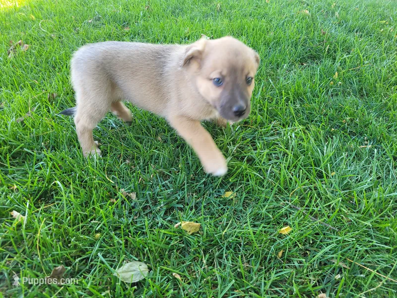 Ash  – Australian Shepherd, German Shepherd Dog puppy for sale in Inkster, MI