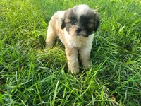 Daisy , a female Shih Tzu for sale in Inkster, MI – 3 of 4